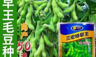 黄豆和毛豆是不是一种东西